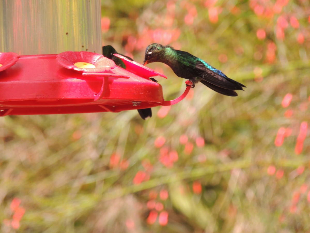 Fiery-throated Hummingbird - Roger Lambert