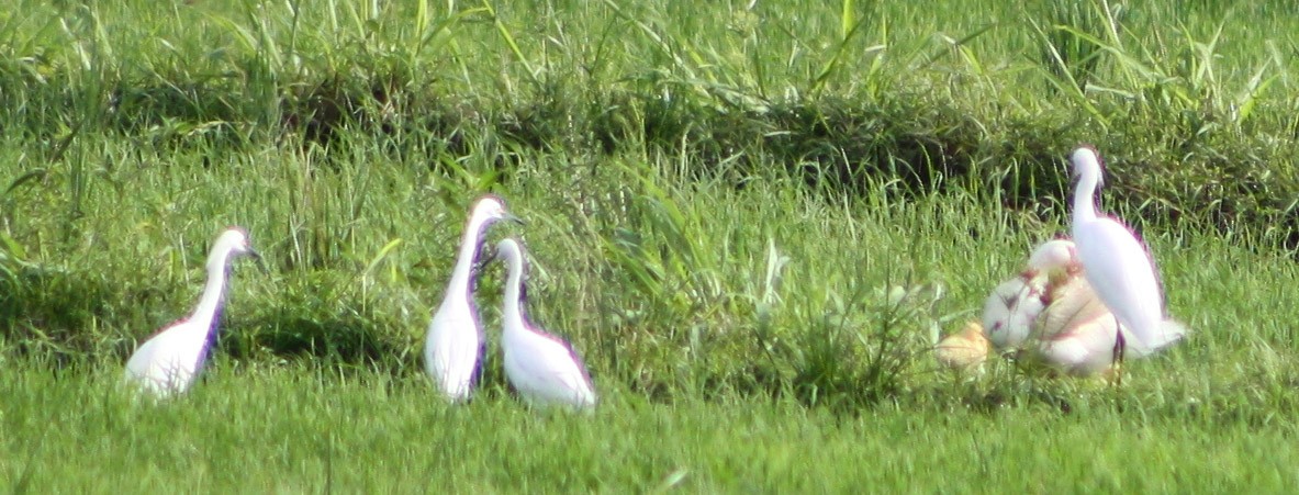 Snowy Egret - Serguei Alexander López Perez