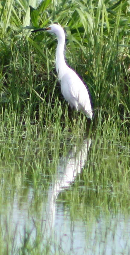 Snowy Egret - Serguei Alexander López Perez