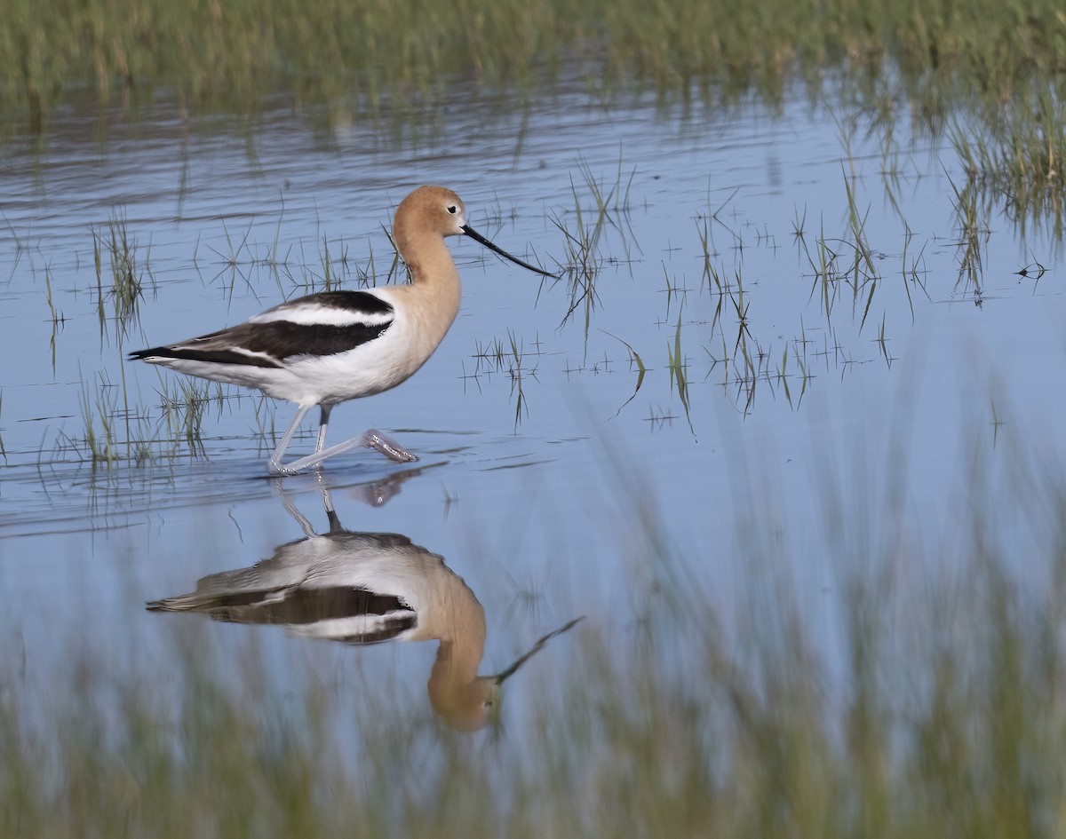 American Avocet - Louisa Evers