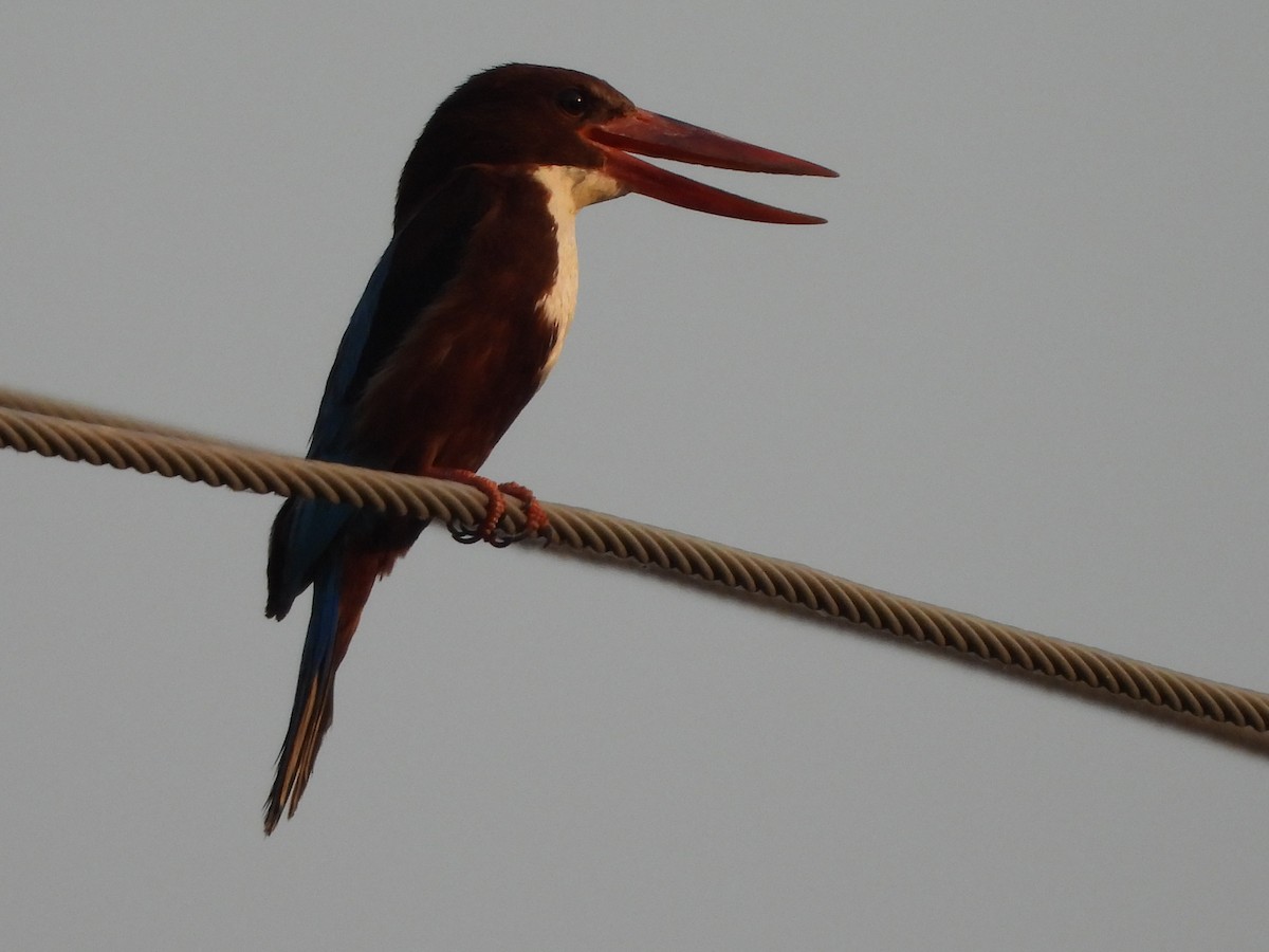 White-throated Kingfisher - Prof Chandan Singh Dalawat