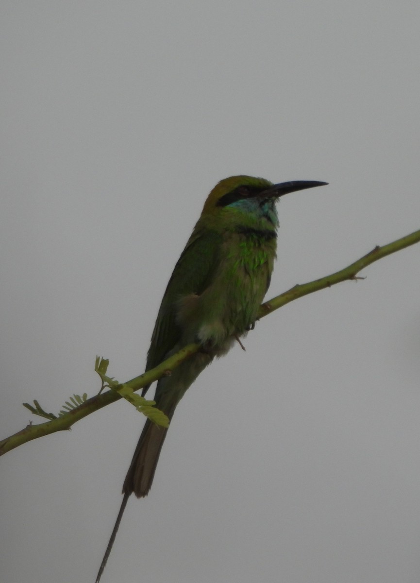 Asian Green Bee-eater - Prof Chandan Singh Dalawat