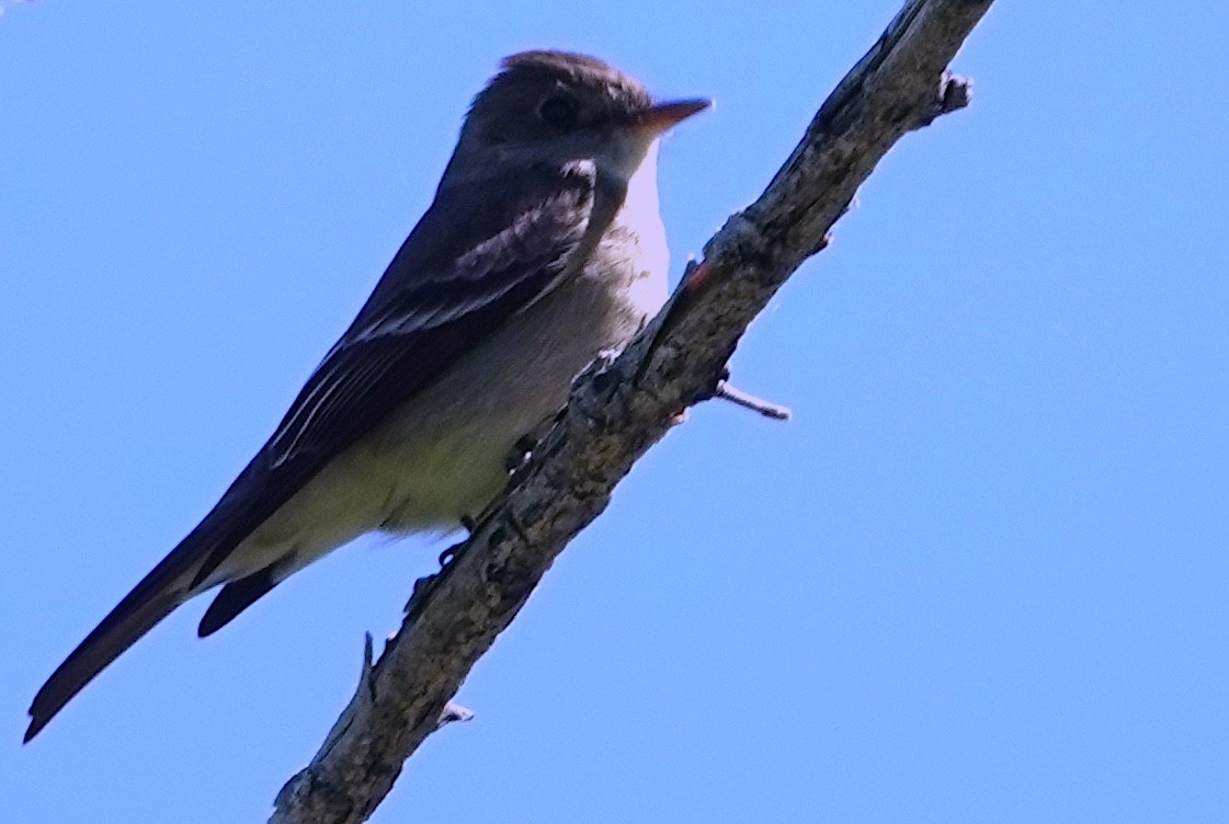 Western Wood-Pewee - Peter Williams