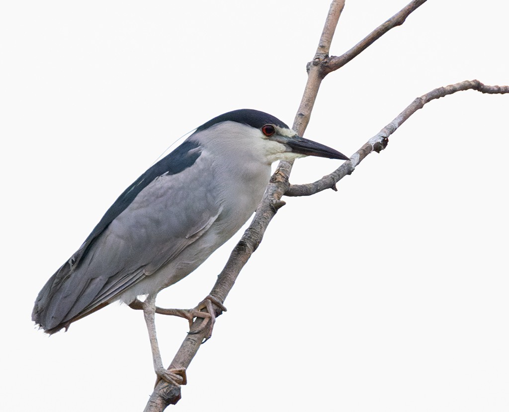 Black-crowned Night Heron (American) - manuel grosselet