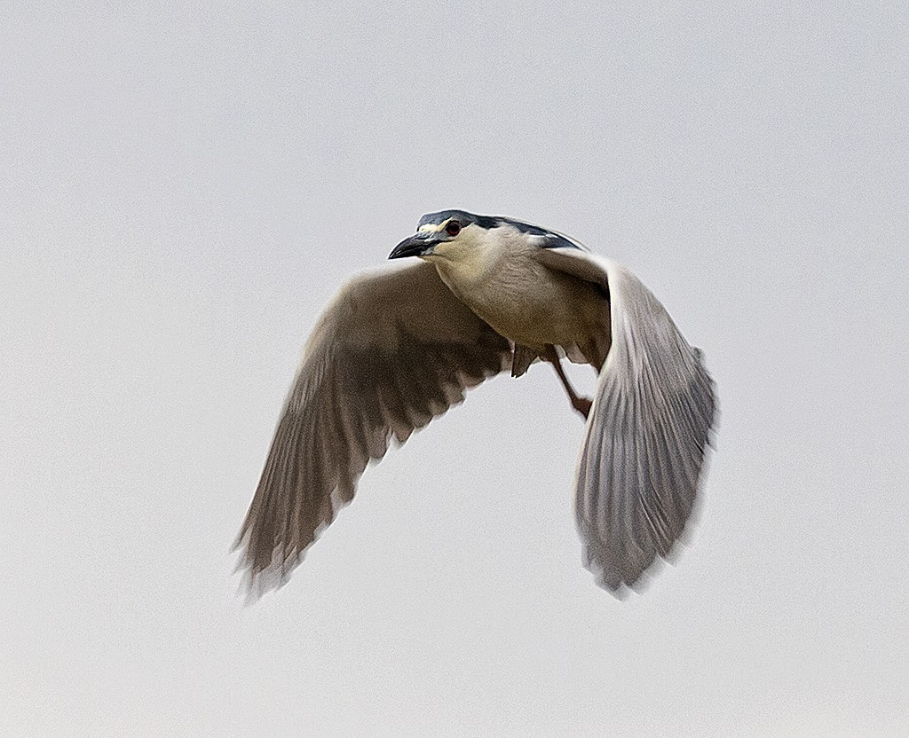 Black-crowned Night Heron (American) - manuel grosselet