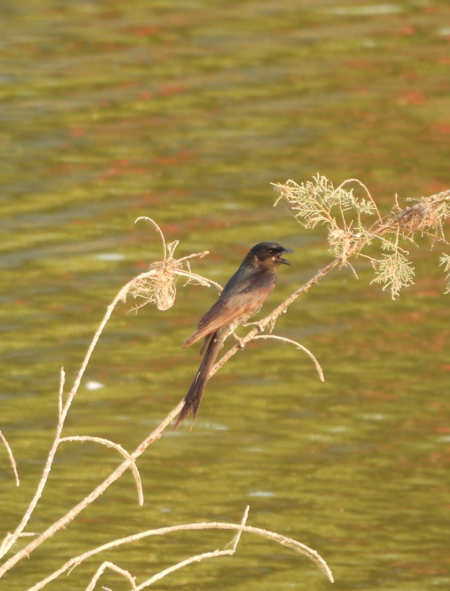 Black Drongo - Prof Chandan Singh Dalawat