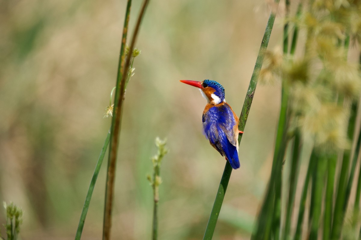 Malachite Kingfisher - Nick Leiby