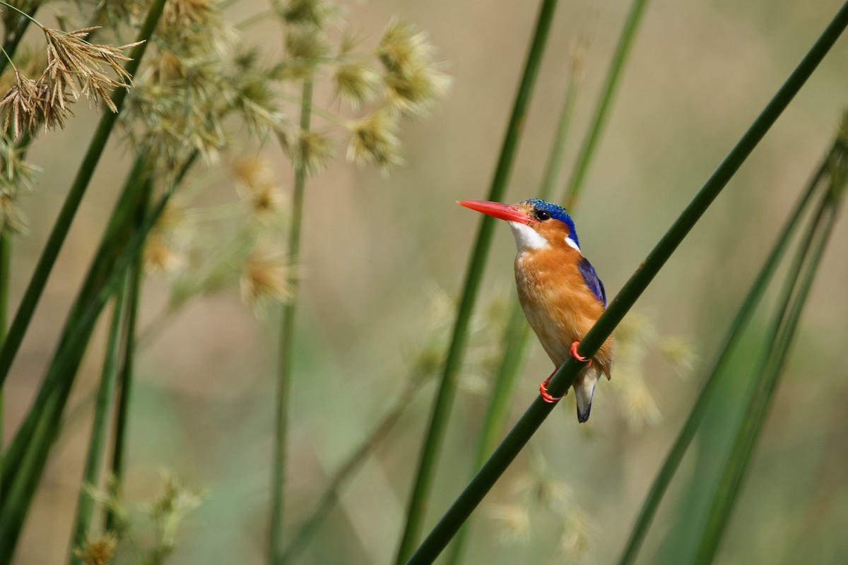 Malachite Kingfisher - Nick Leiby