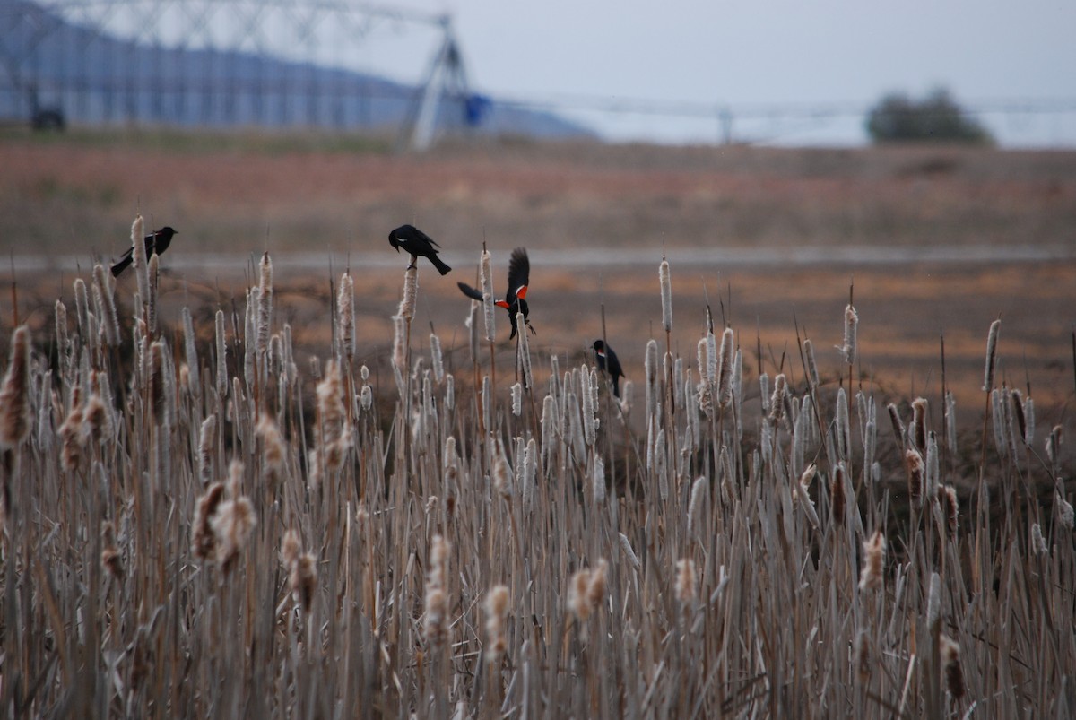 Tricolored Blackbird - Noel Zaugg