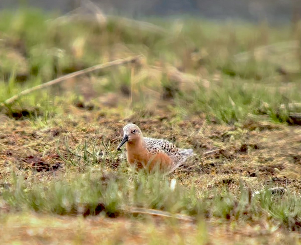 Red Knot - Detlef Buettner