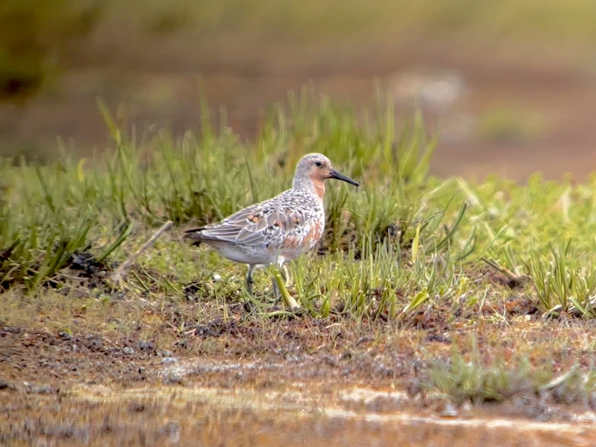 Red Knot - Detlef Buettner