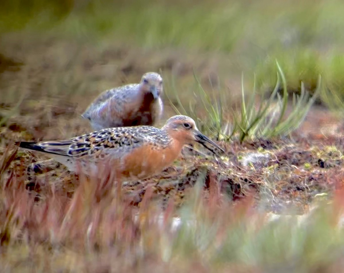 Red Knot - Detlef Buettner