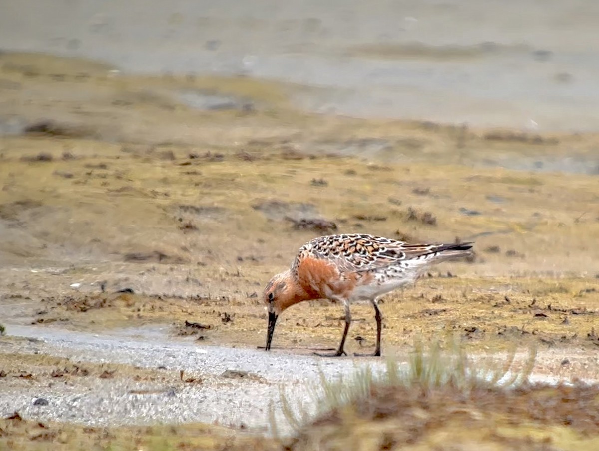 Red Knot - ML619474228