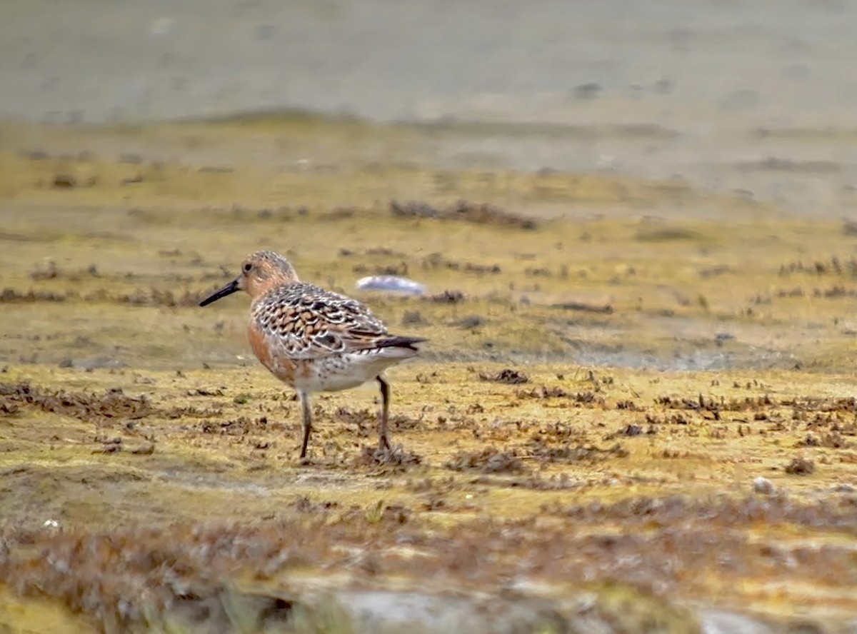 Red Knot - Detlef Buettner