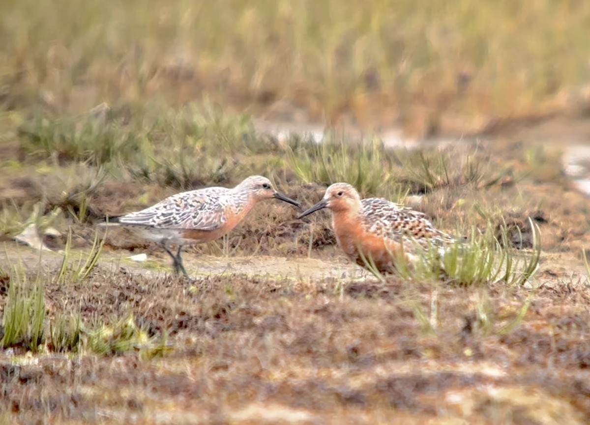 Red Knot - Detlef Buettner