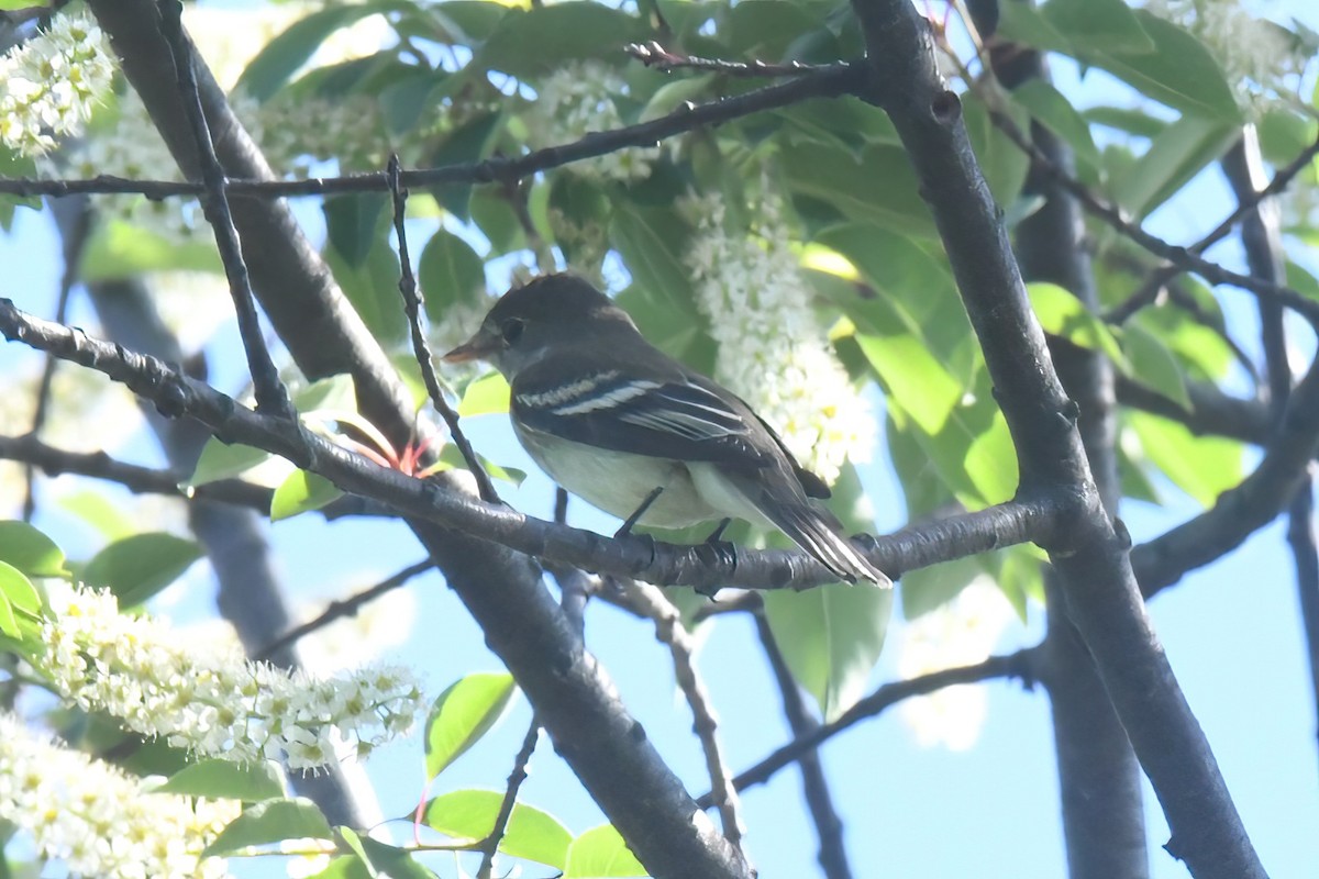 Alder Flycatcher - ML619474237