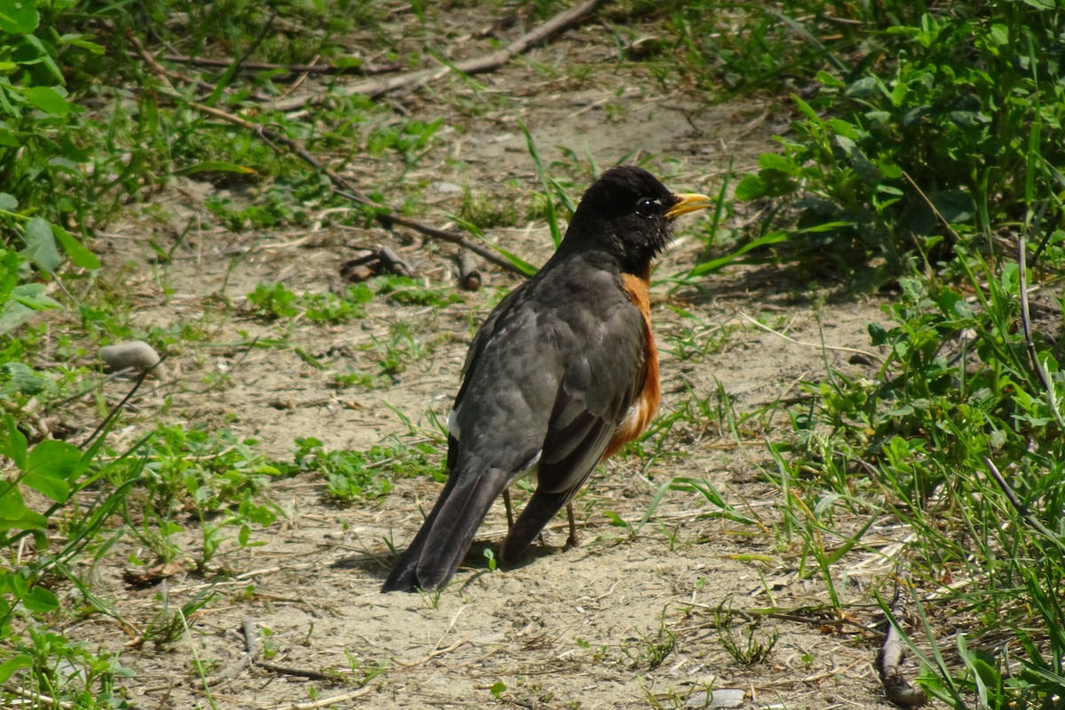 American Robin - Faelle Harvey