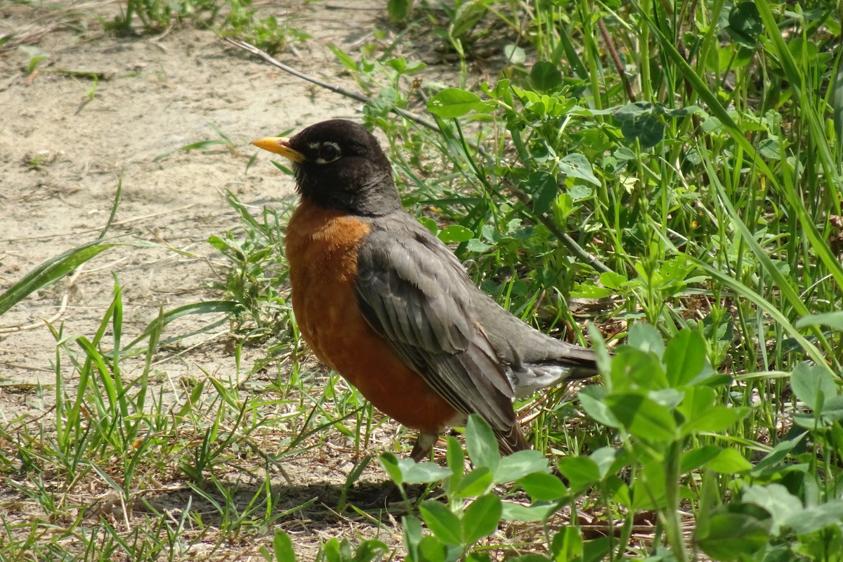 American Robin - ML619474239