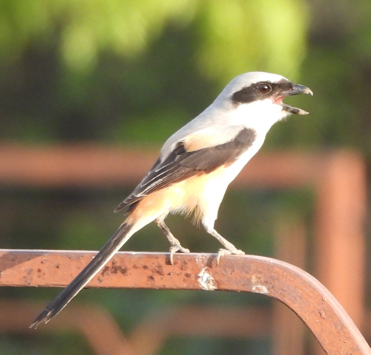 Long-tailed Shrike - Prof Chandan Singh Dalawat