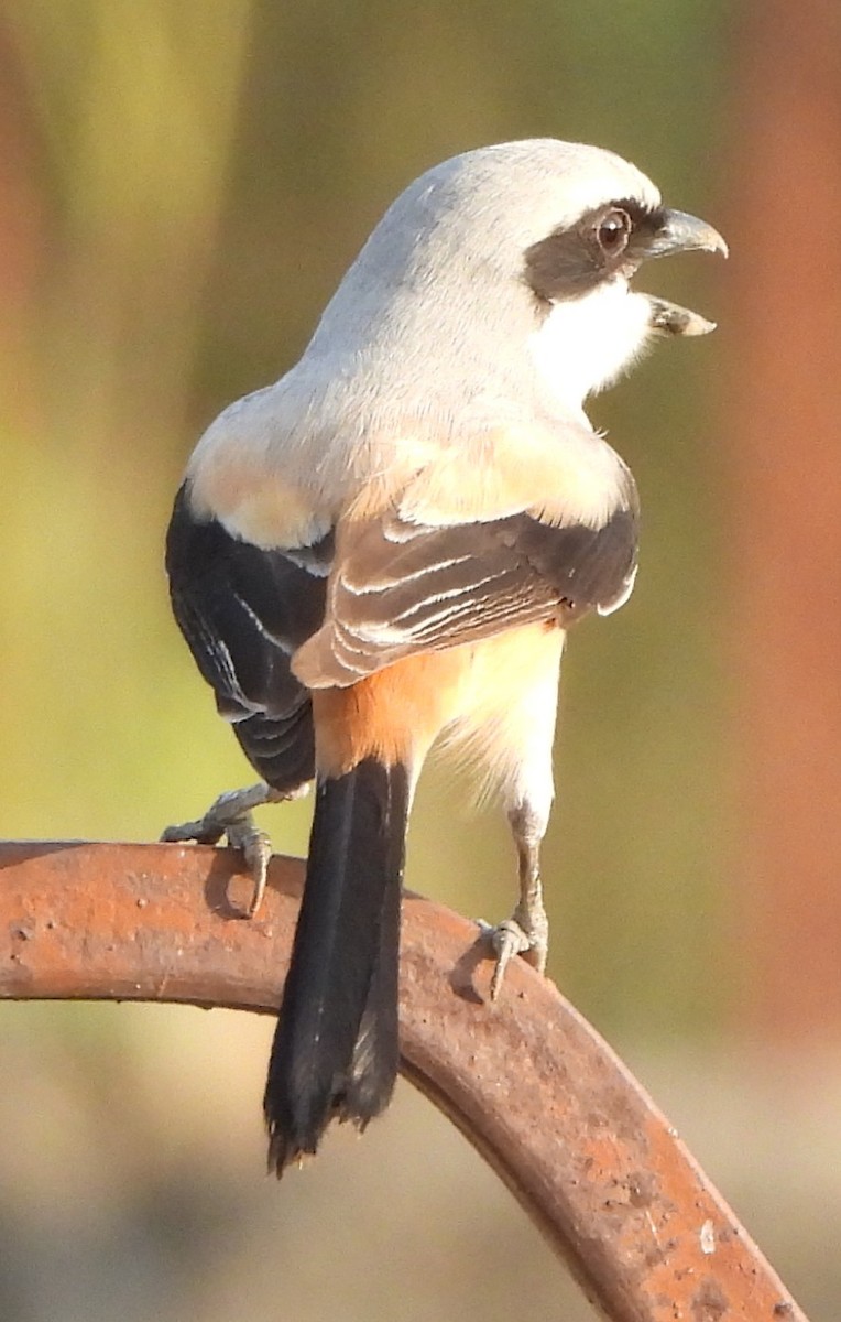 Long-tailed Shrike - Prof Chandan Singh Dalawat