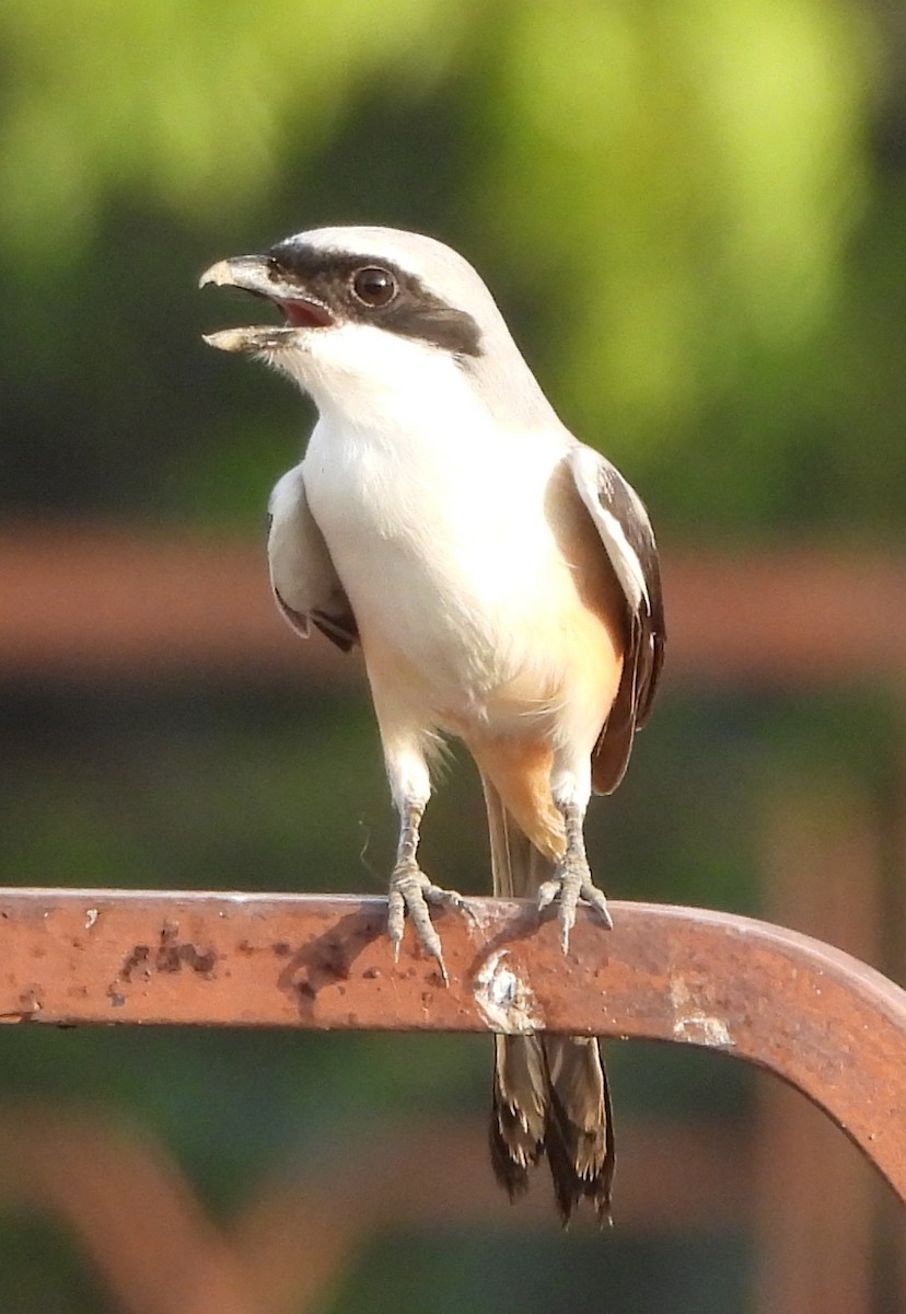 Long-tailed Shrike - Prof Chandan Singh Dalawat