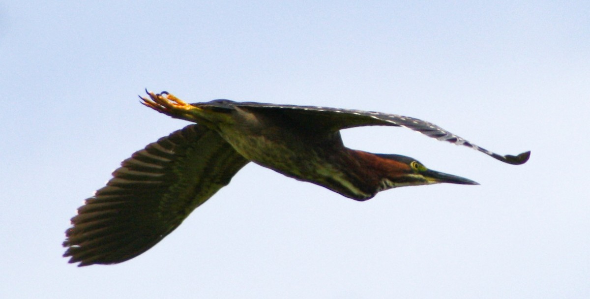 Green Heron - Serguei Alexander López Perez