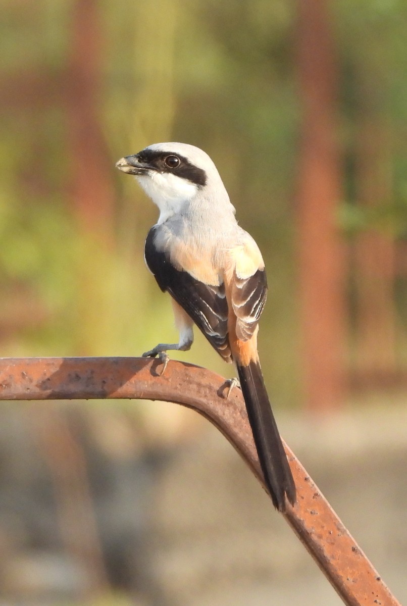 Long-tailed Shrike - Prof Chandan Singh Dalawat