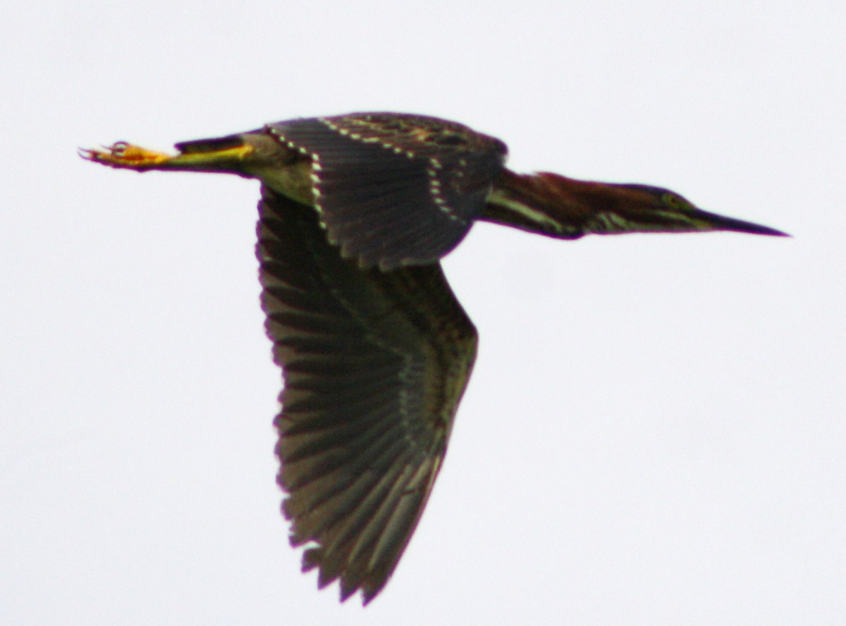 Green Heron - Serguei Alexander López Perez