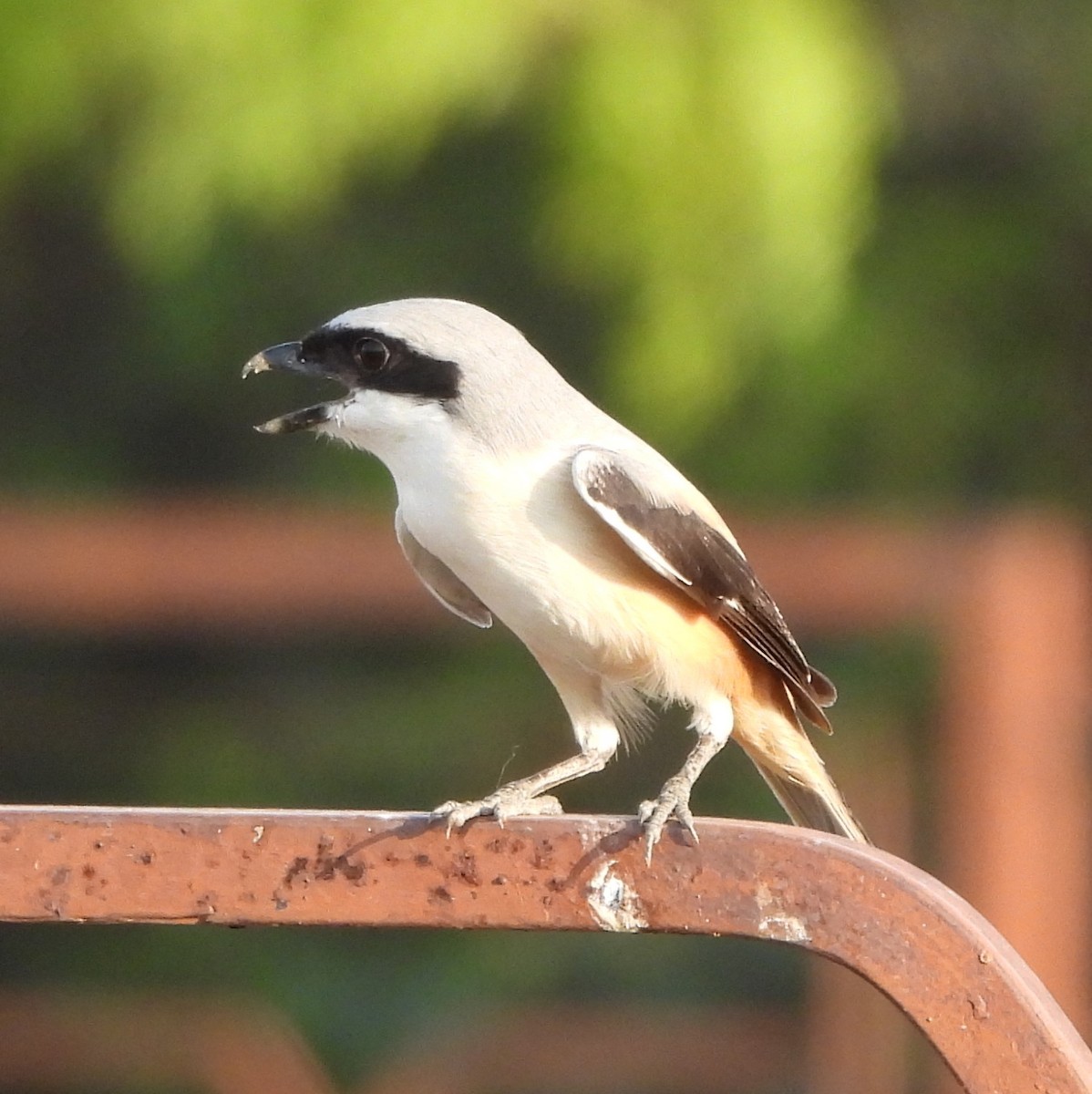 Long-tailed Shrike - Prof Chandan Singh Dalawat