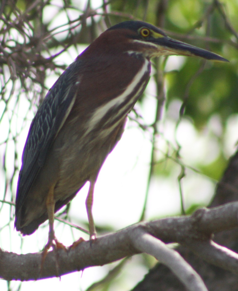 Green Heron - Serguei Alexander López Perez