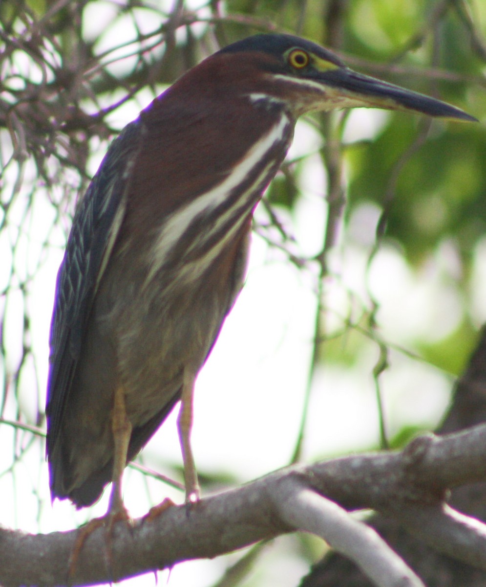 Green Heron - Serguei Alexander López Perez