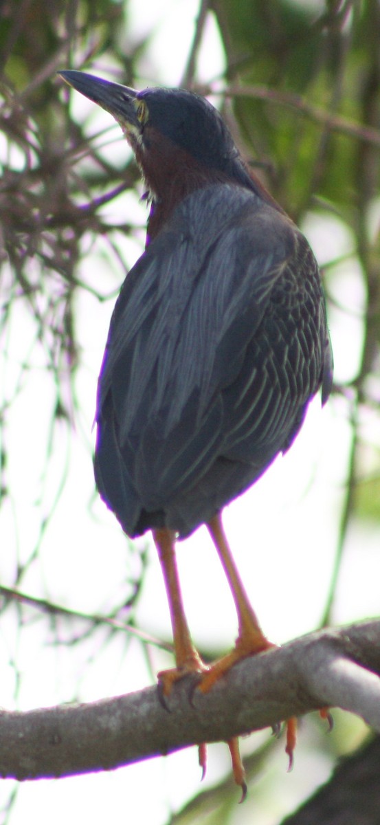 Green Heron - Serguei Alexander López Perez