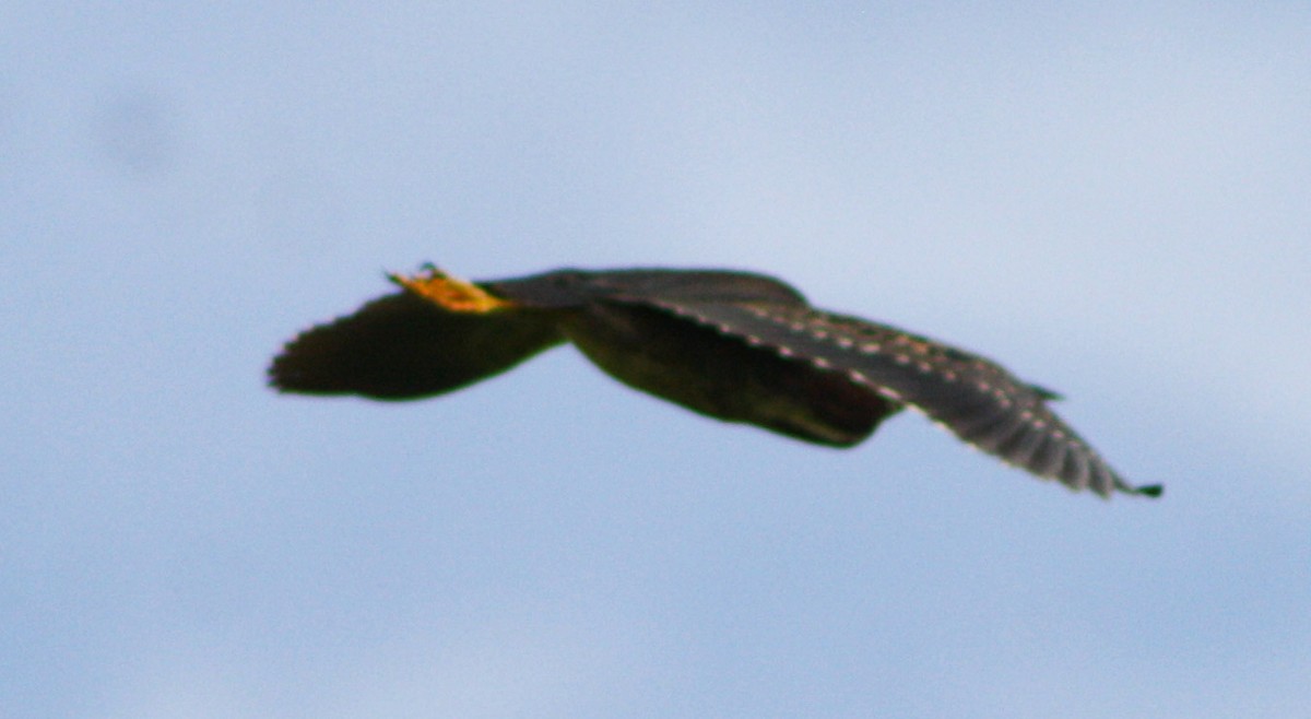 Green Heron - Serguei Alexander López Perez