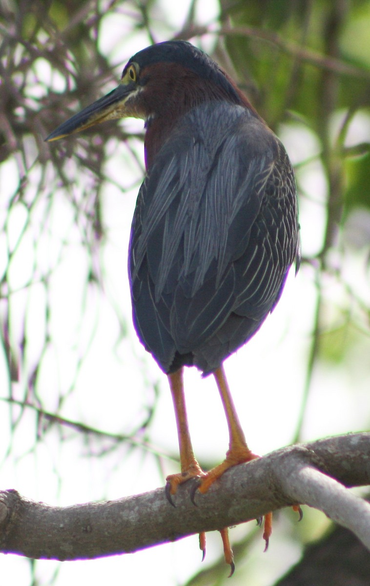 Green Heron - Serguei Alexander López Perez