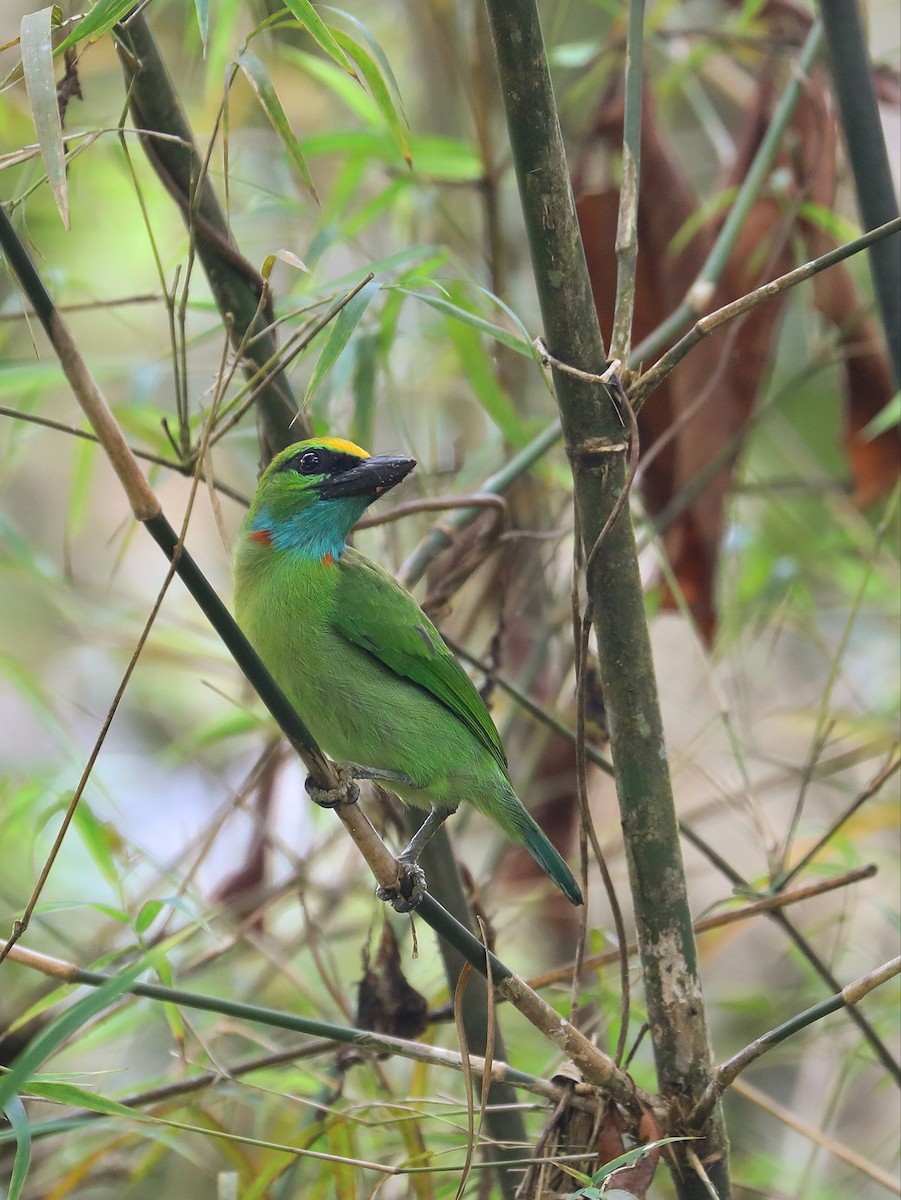 Yellow-crowned Barbet - ML619474260