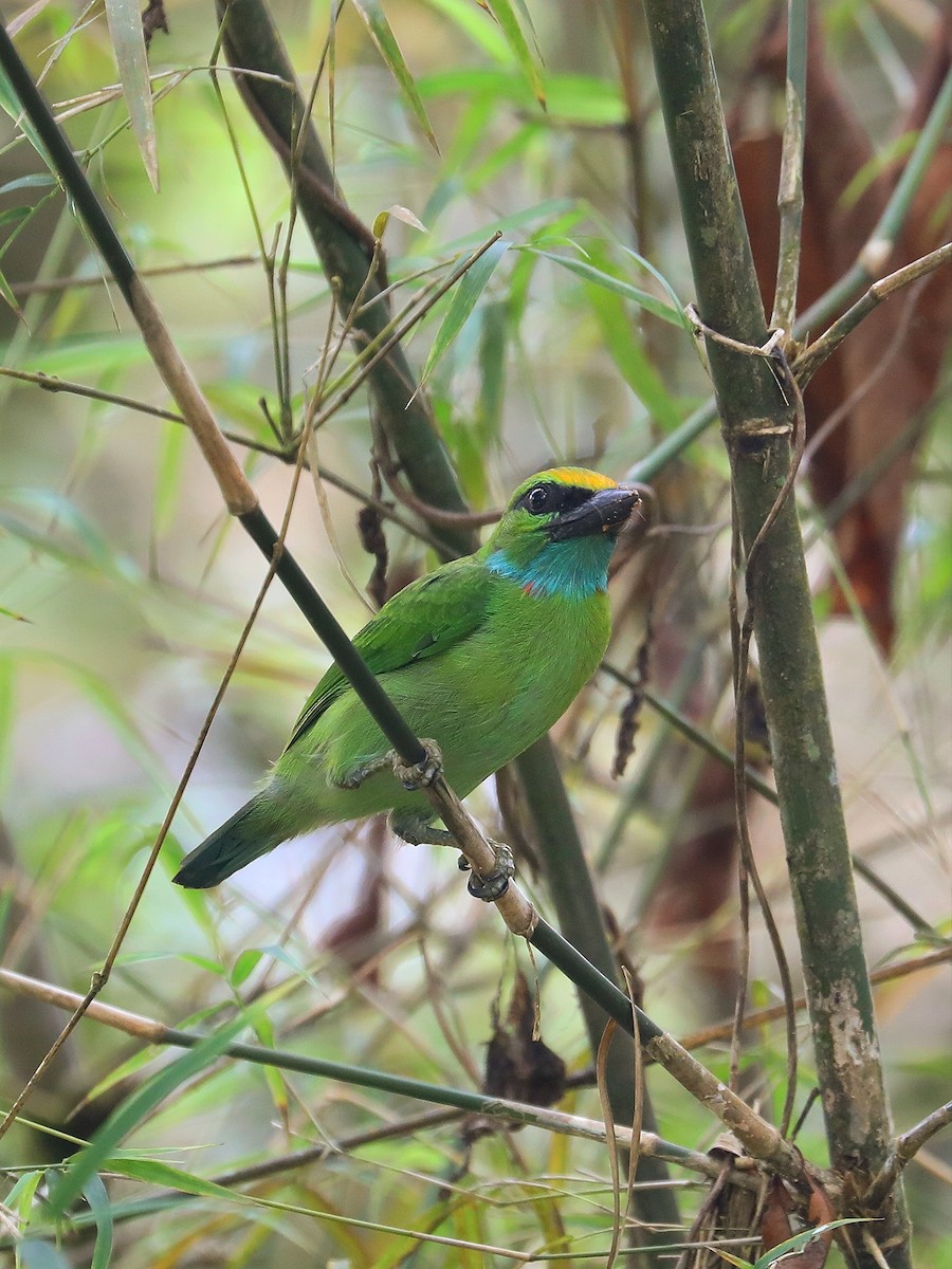 Yellow-crowned Barbet - ML619474261