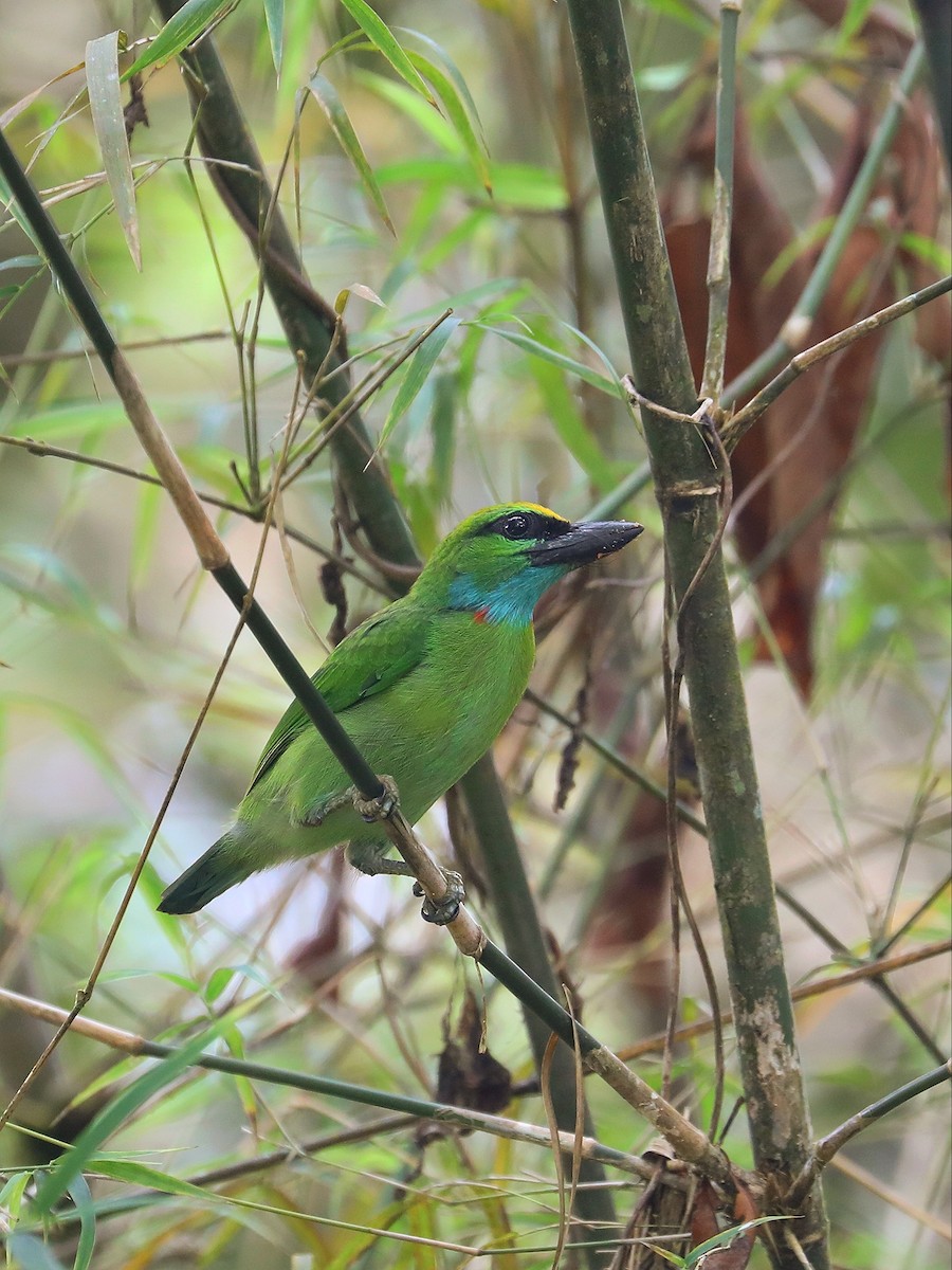 Gelbscheitel-Bartvogel - ML619474262