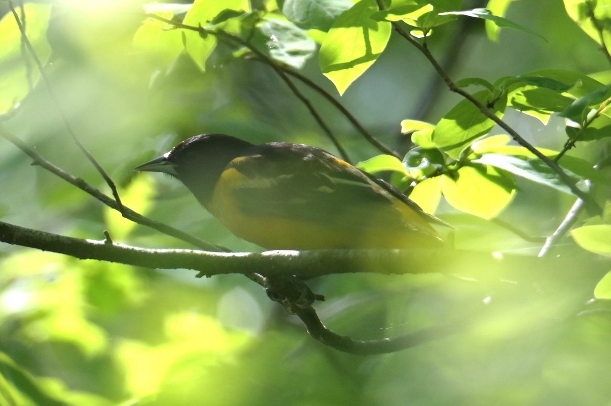 Baltimore Oriole - Nicolle and H-Boon Lee