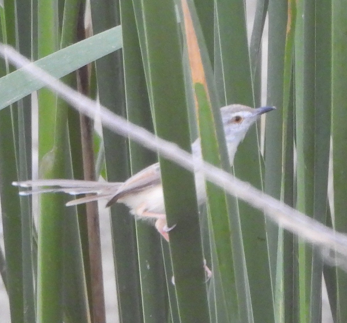 Plain Prinia - Prof Chandan Singh Dalawat