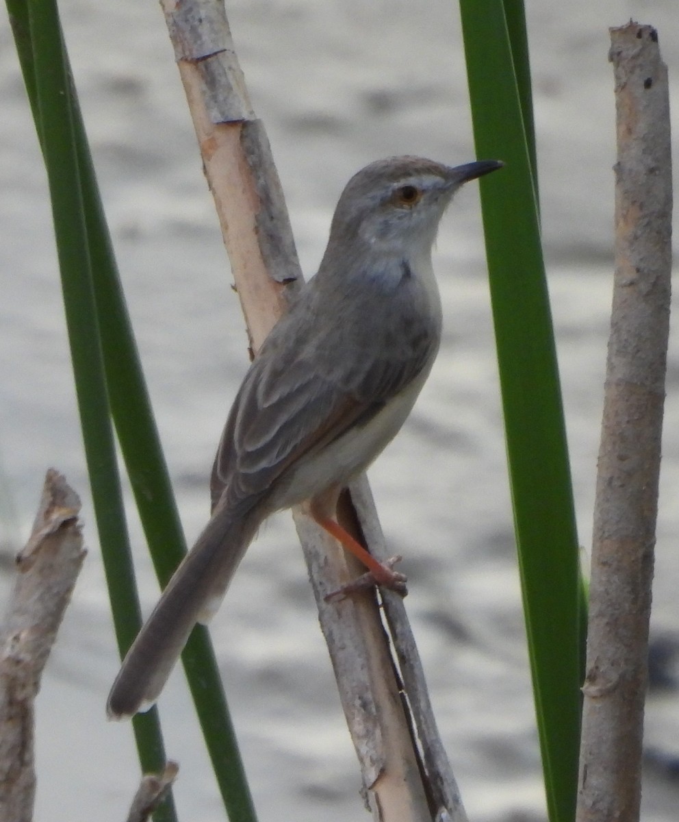 Plain Prinia - Prof Chandan Singh Dalawat