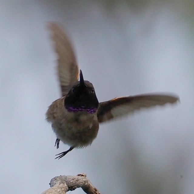 Black-chinned Hummingbird - Leslie S