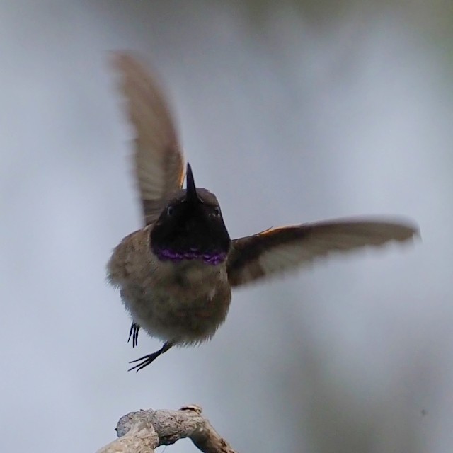 Colibrí Gorjinegro - ML619474269