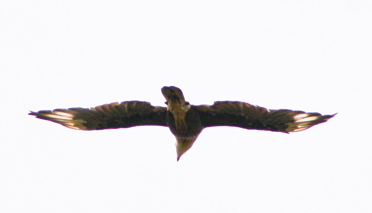 Crested Caracara - Serguei Alexander López Perez