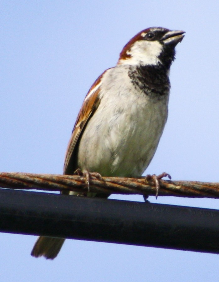 House Sparrow - Serguei Alexander López Perez