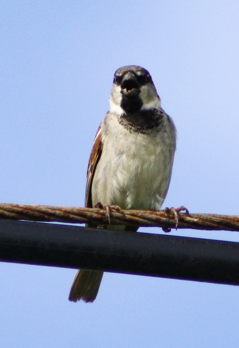 House Sparrow - Serguei Alexander López Perez