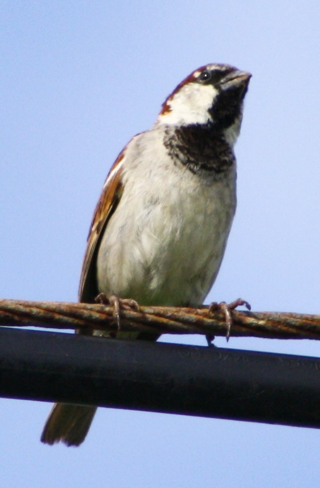 House Sparrow - Serguei Alexander López Perez