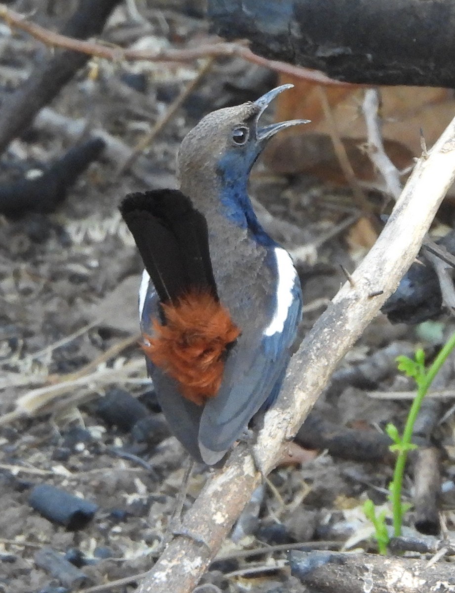 Indian Robin - Prof Chandan Singh Dalawat