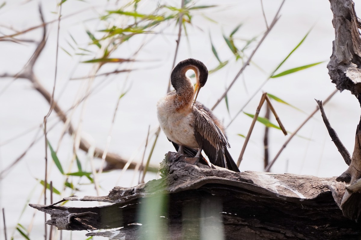 African Darter - Nick Leiby