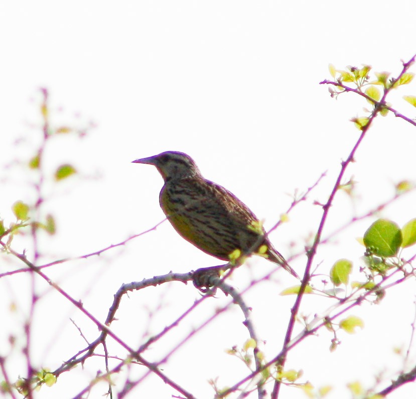 Eastern Meadowlark - Serguei Alexander López Perez