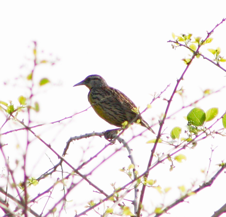 Eastern Meadowlark - Serguei Alexander López Perez